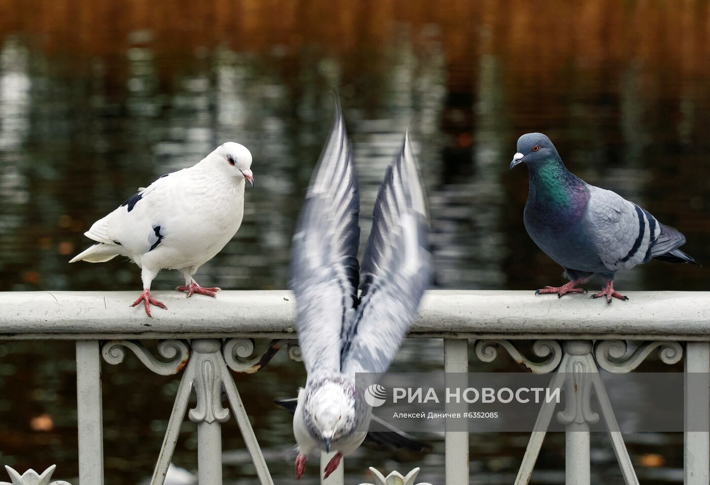 Осень в Санкт-Петербурге