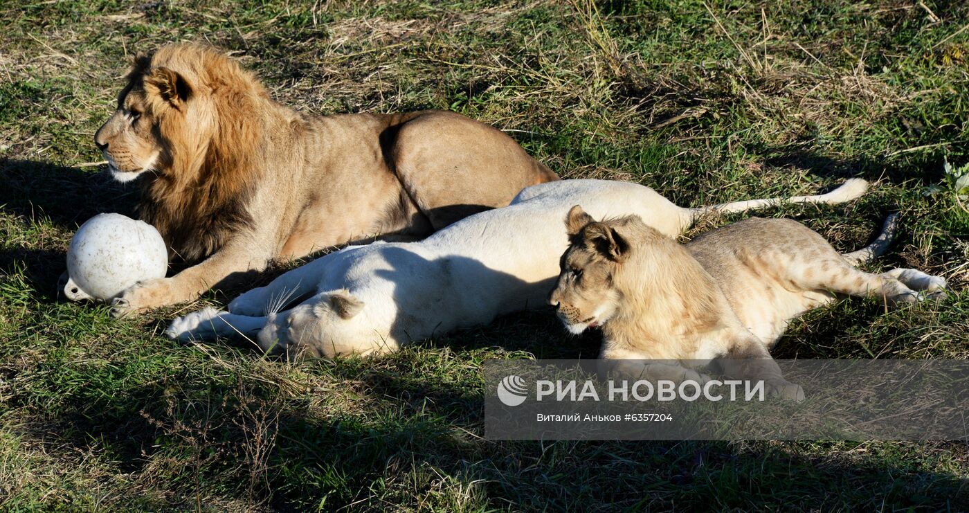Парк "Белый лев" в Приморском крае