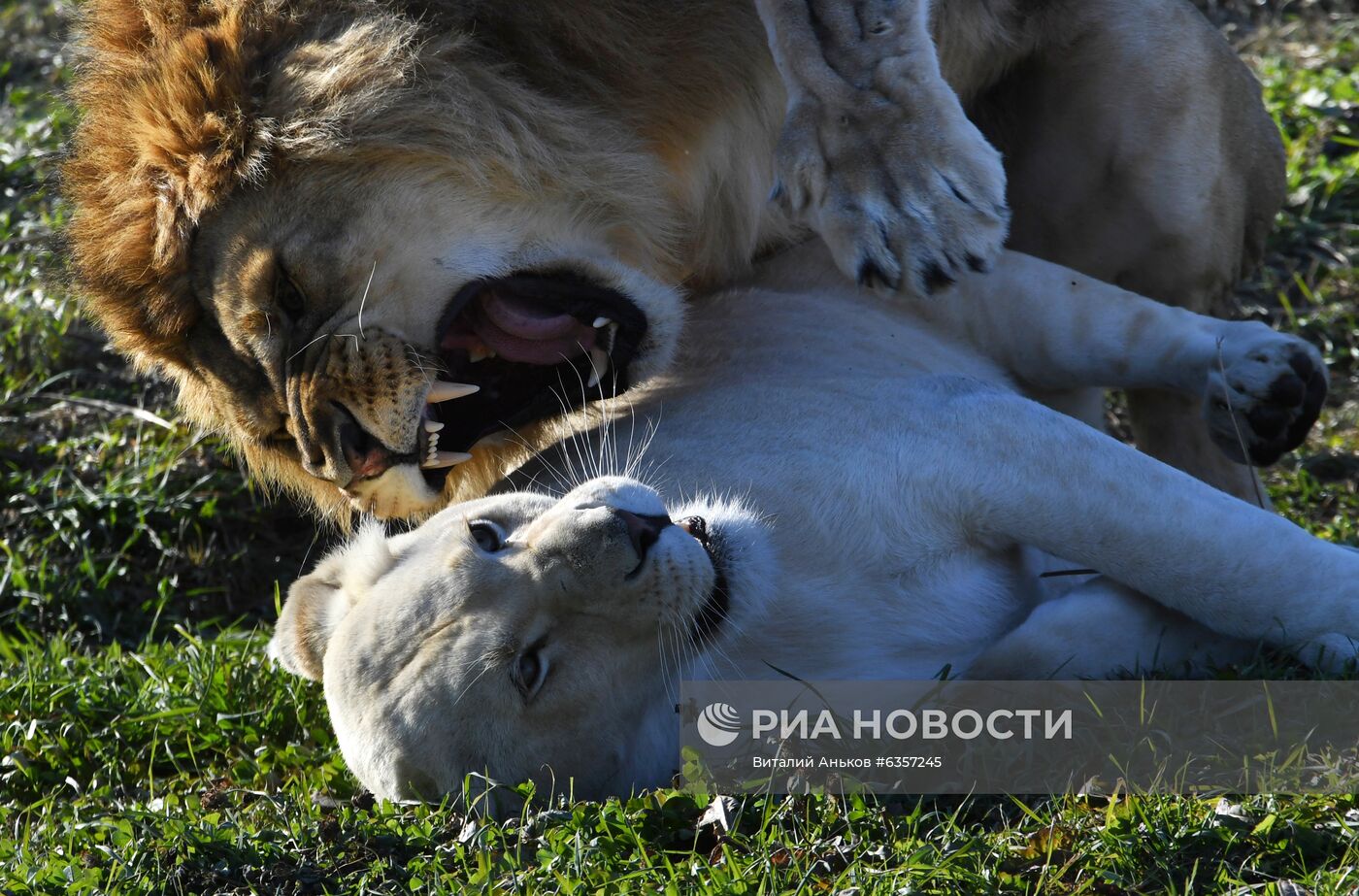 Парк "Белый лев" в Приморском крае