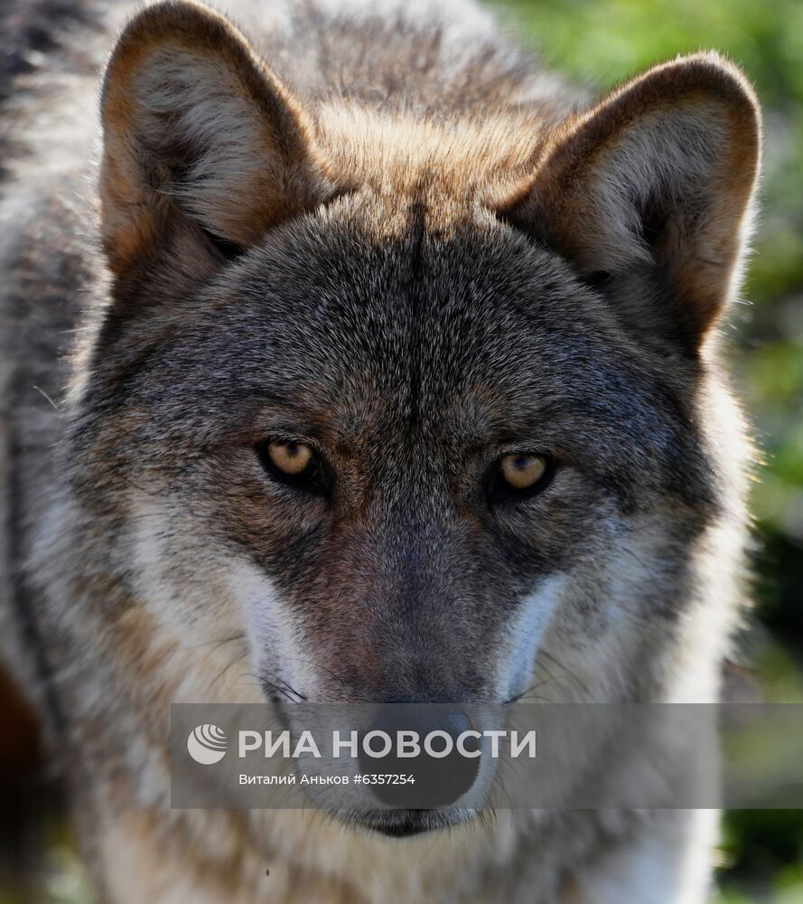 Парк "Белый лев" в Приморском крае