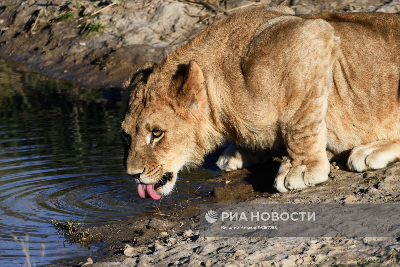 Парк "Белый лев" в Приморском крае