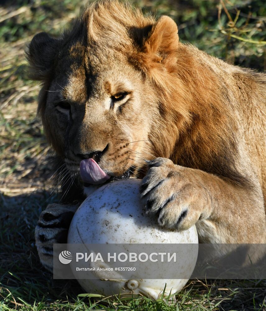 Парк "Белый лев" в Приморском крае
