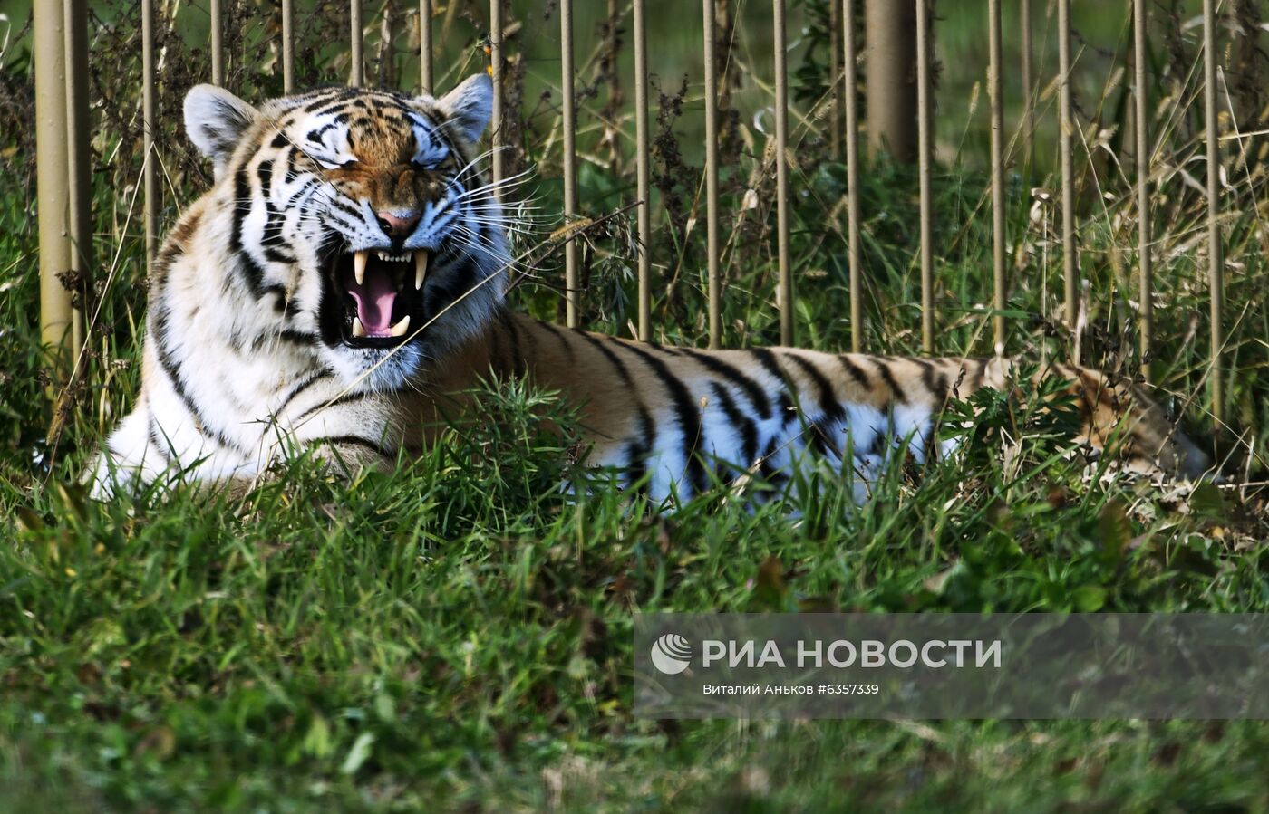 Парк "Белый лев" в Приморском крае