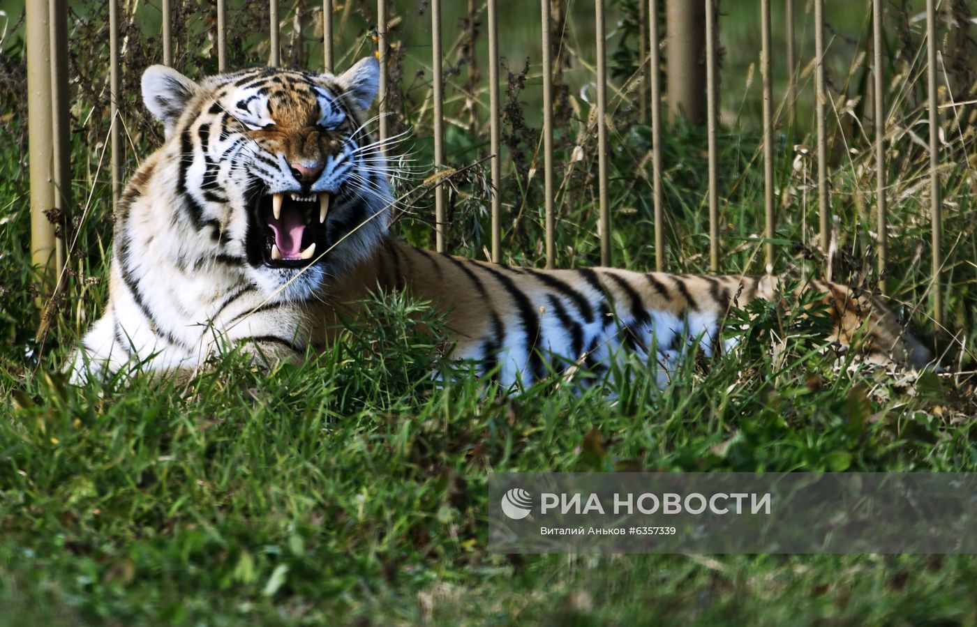 Парк "Белый лев" в Приморском крае