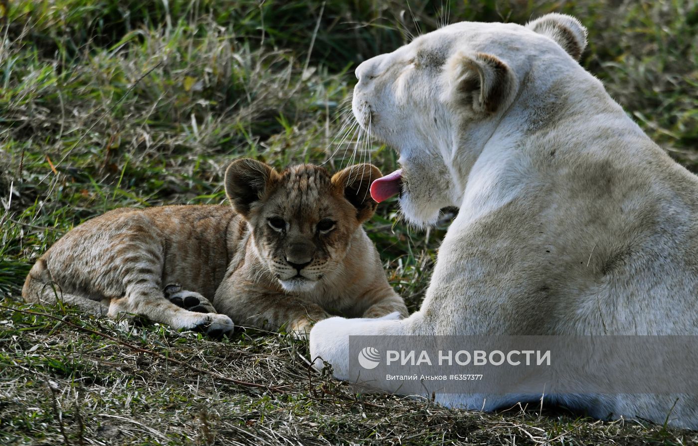 Парк "Белый лев" в Приморском крае