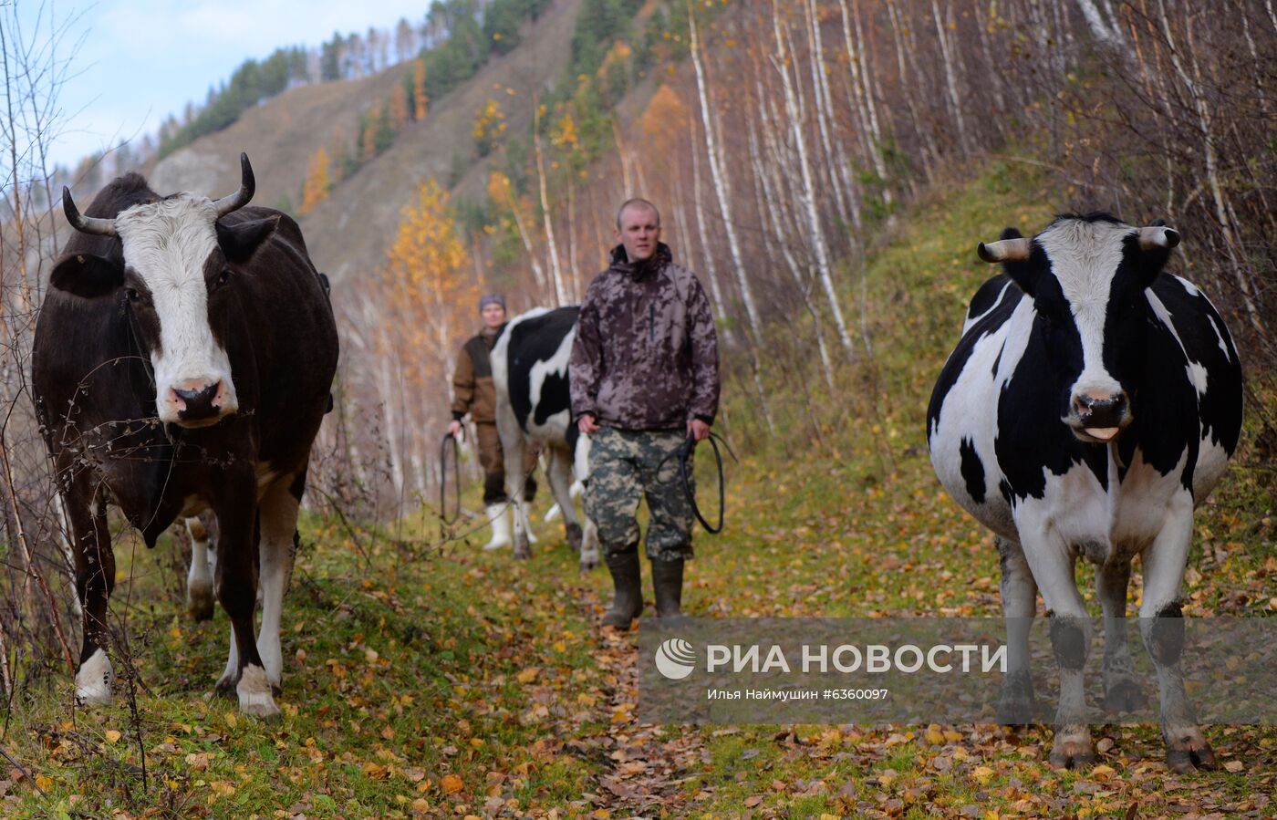 Сыроварня "Поместье Предгорное " в Красноярском крае