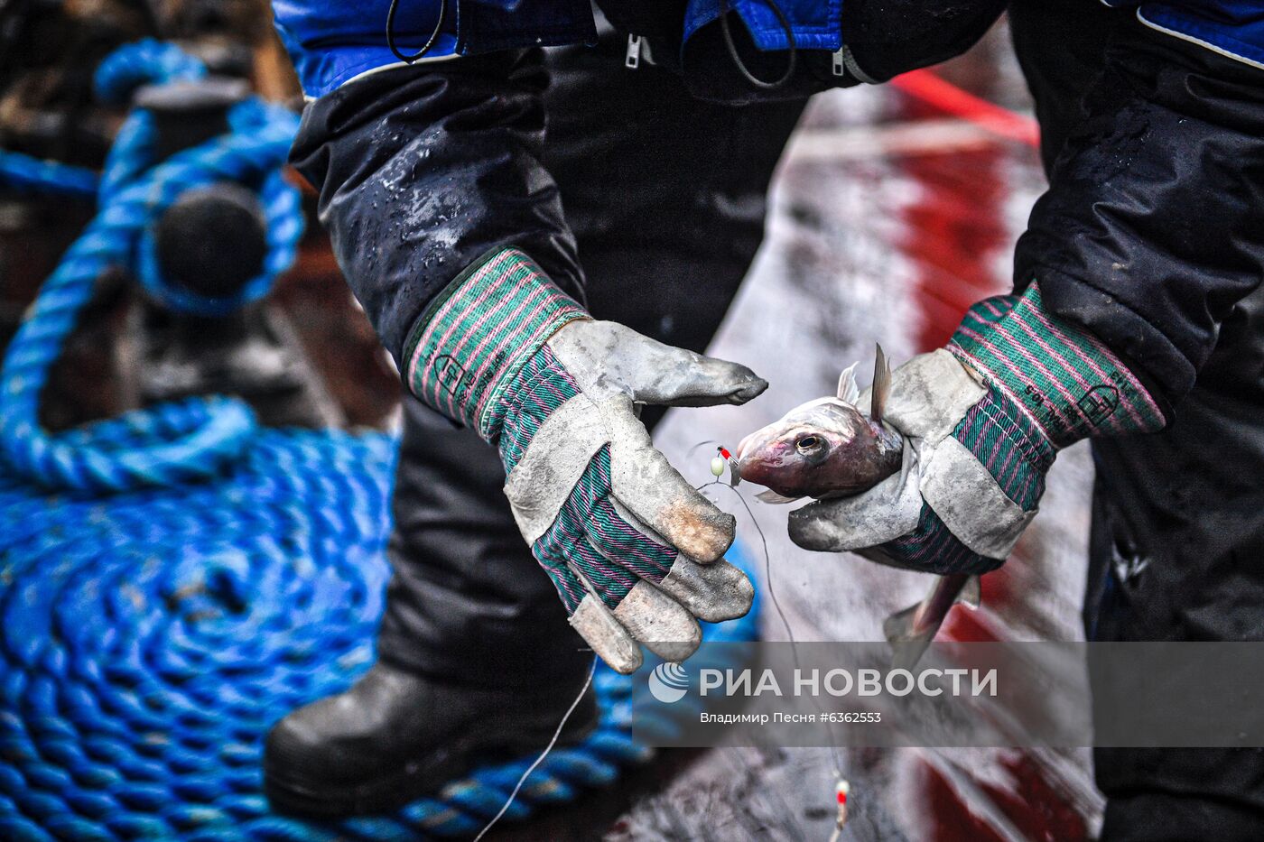 Экспедиция учебного парусного судна "Седов" по маршруту Северного пути