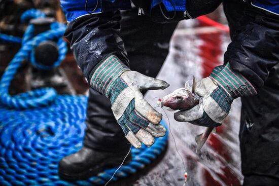 Экспедиция учебного парусного судна "Седов" по маршруту Северного пути