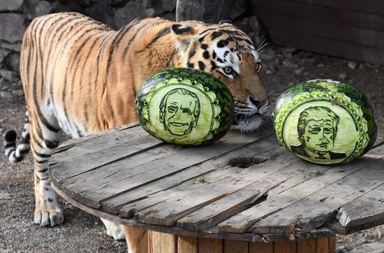 Питомцы красноярского зоопарка "Роев ручей" предсказали результаты выборов в США
