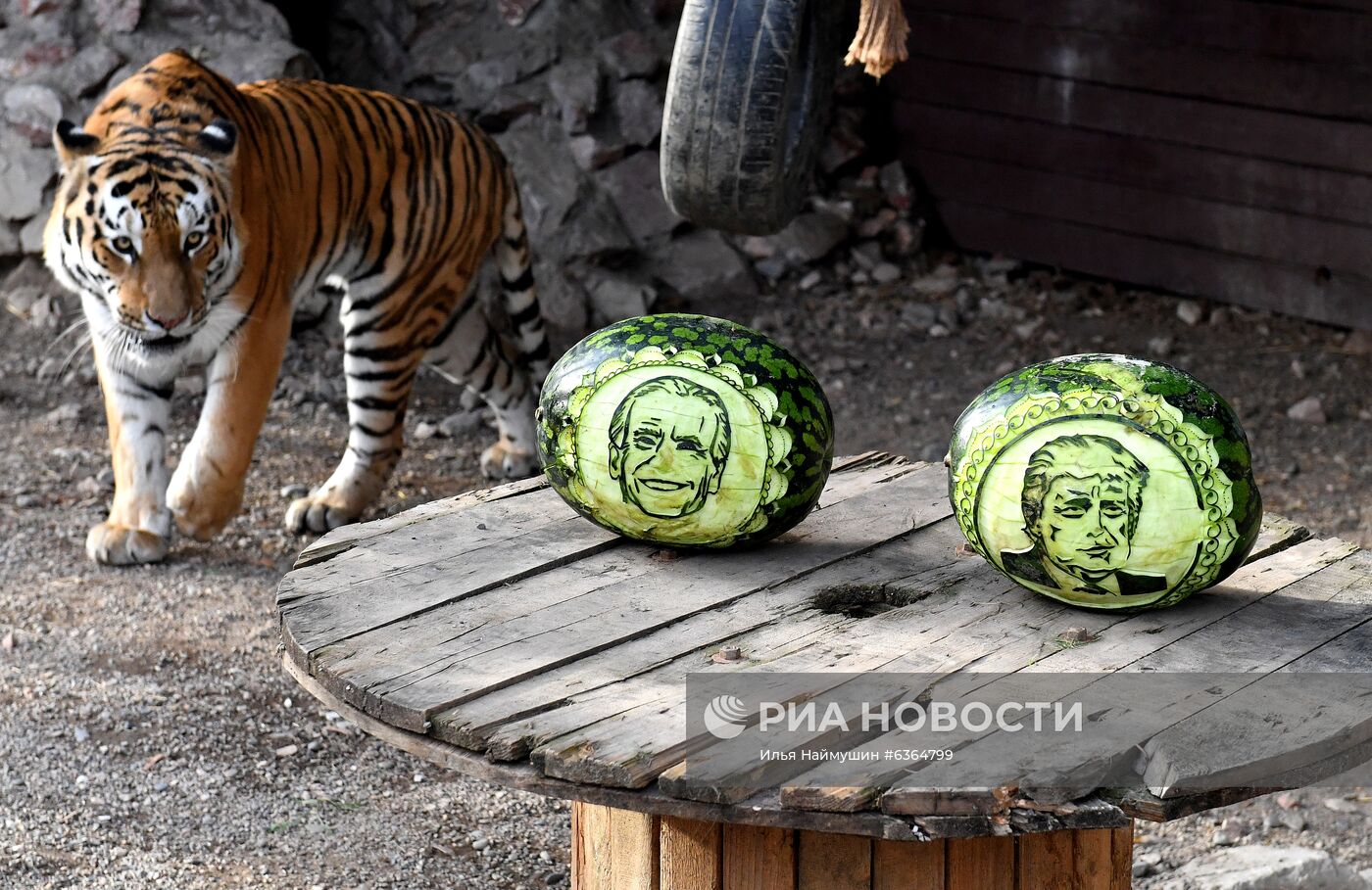 Питомцы красноярского зоопарка "Роев ручей" предсказали результаты выборов в США