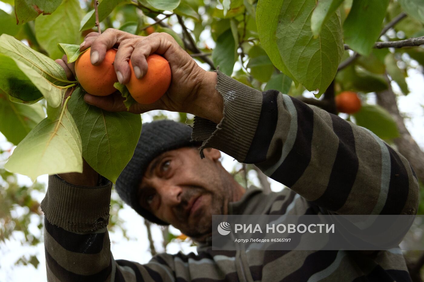 Сбор хурмы в Сочи