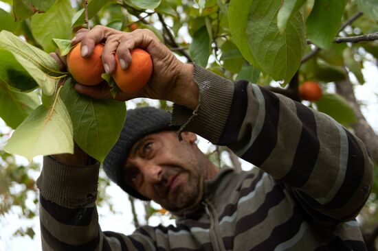 Сбор хурмы в Сочи