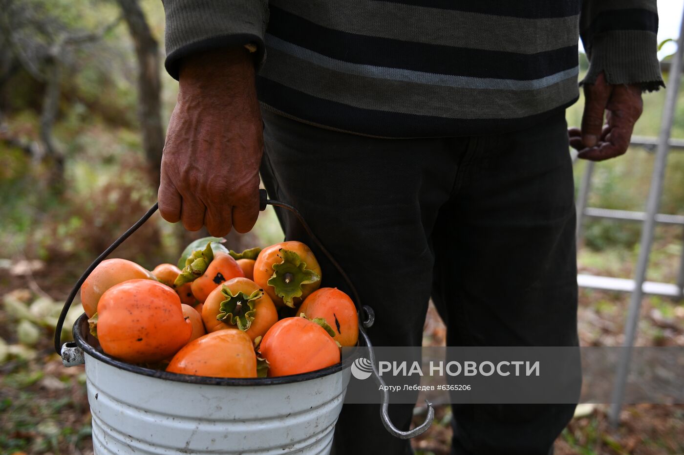 Сбор хурмы в Сочи