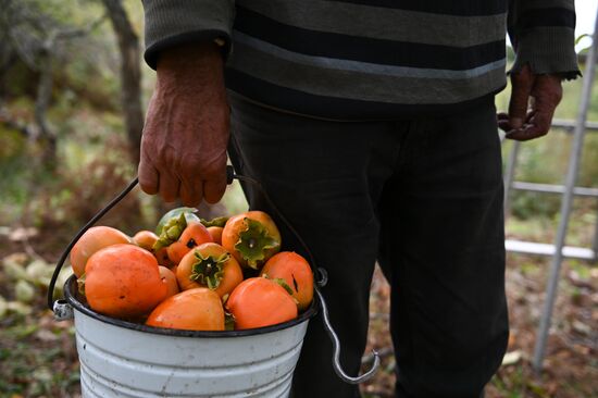 Сбор хурмы в Сочи
