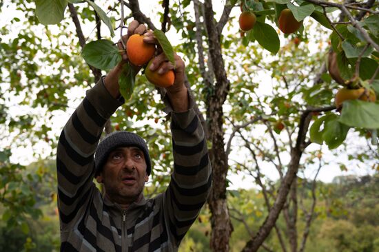 Сбор хурмы в Сочи