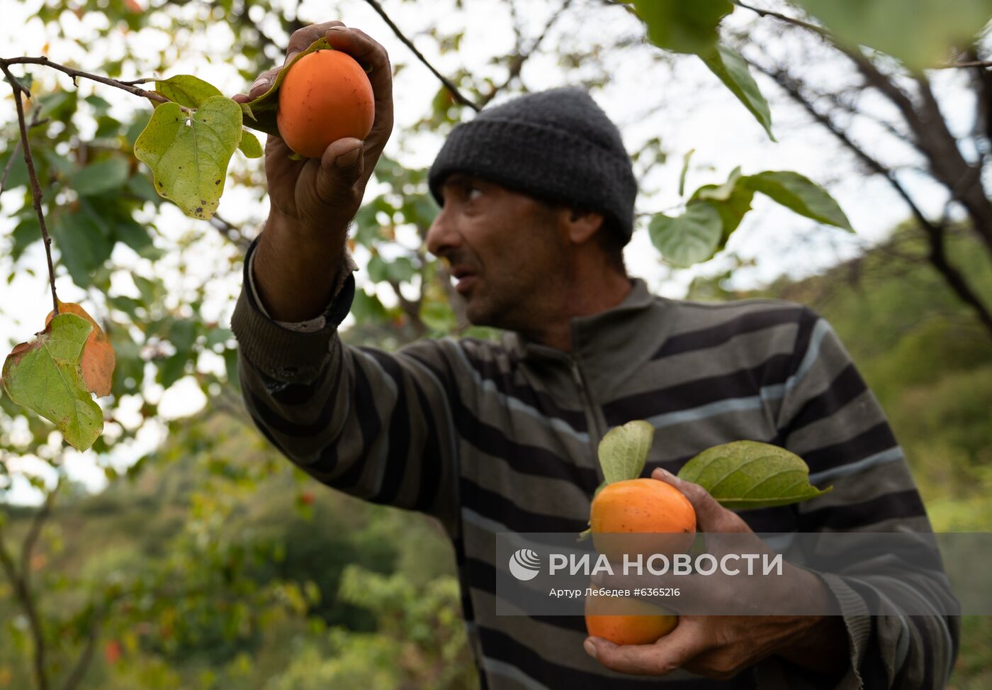 Сбор хурмы в Сочи