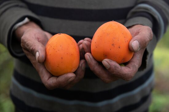 Сбор хурмы в Сочи