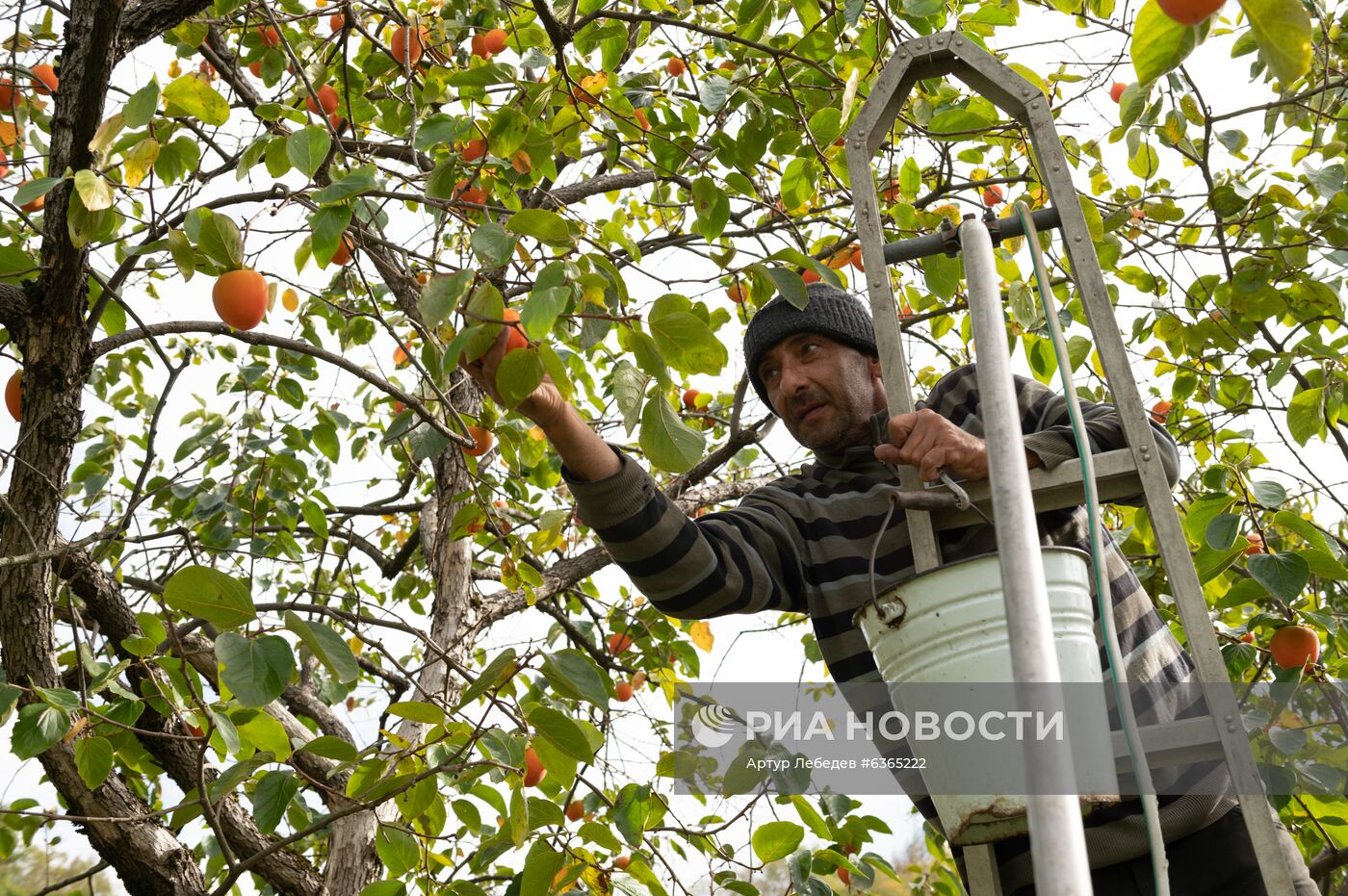 Сбор хурмы в Сочи