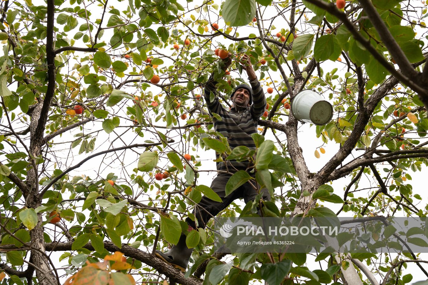 Сбор хурмы в Сочи