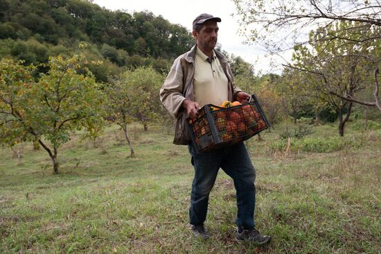 Сбор хурмы в Сочи