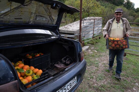 Сбор хурмы в Сочи