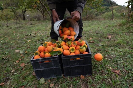 Сбор хурмы в Сочи