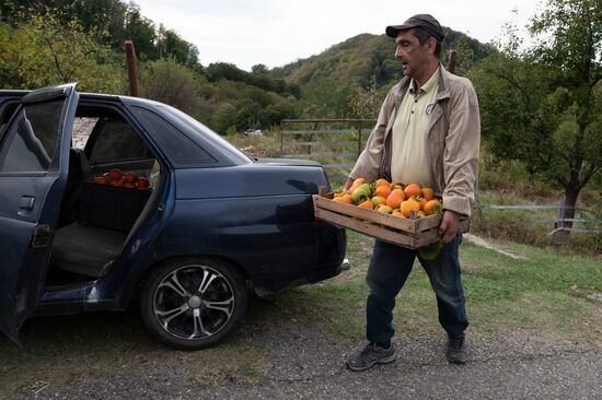 Сбор хурмы в Сочи