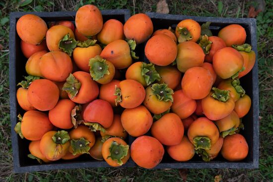 Сбор хурмы в Сочи