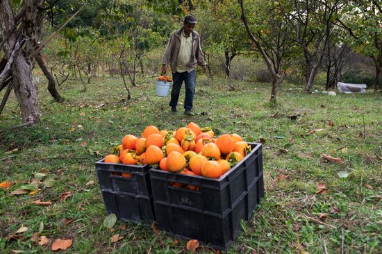 Сбор хурмы в Сочи