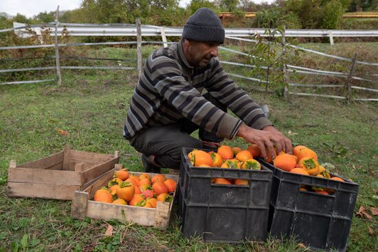 Сбор хурмы в Сочи