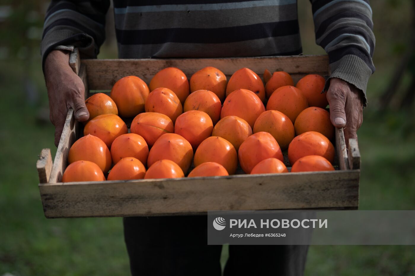 Сбор хурмы в Сочи