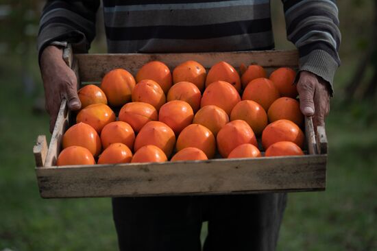 Сбор хурмы в Сочи