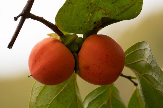 Сбор хурмы в Сочи