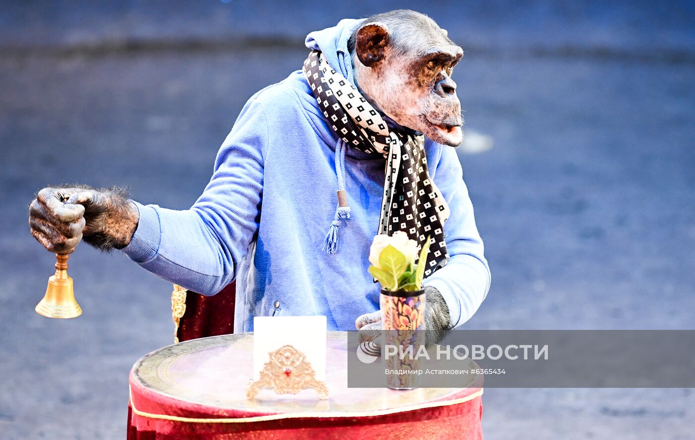 Репетиция в Большом Московском цирке