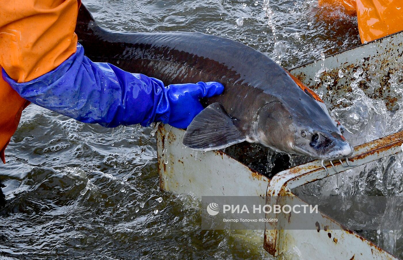 Опытный рыбхоз "Селец" в Белоруссии