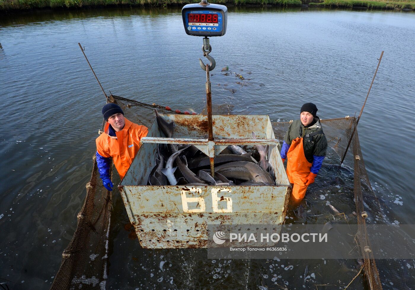 Опытный рыбхоз "Селец" в Белоруссии