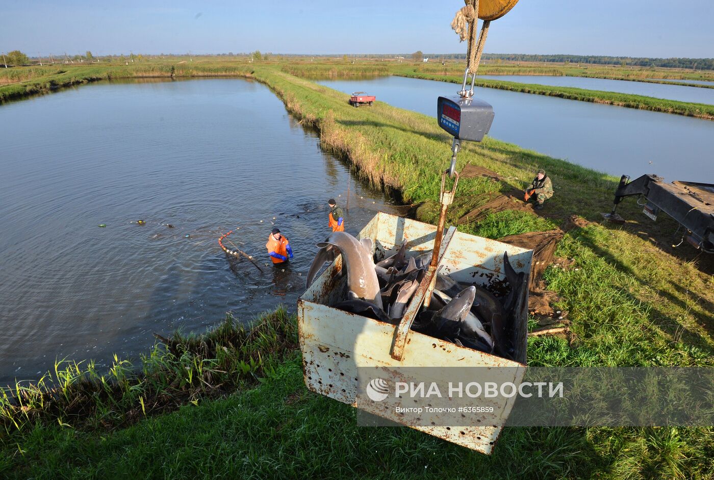 Опытный рыбхоз "Селец" в Белоруссии