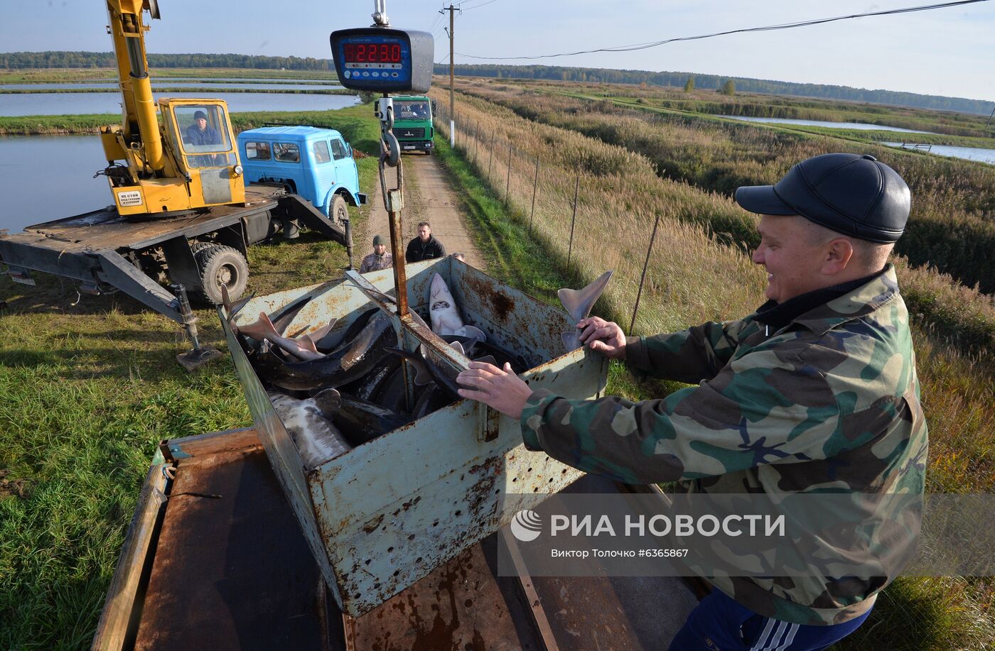 Опытный рыбхоз "Селец" в Белоруссии
