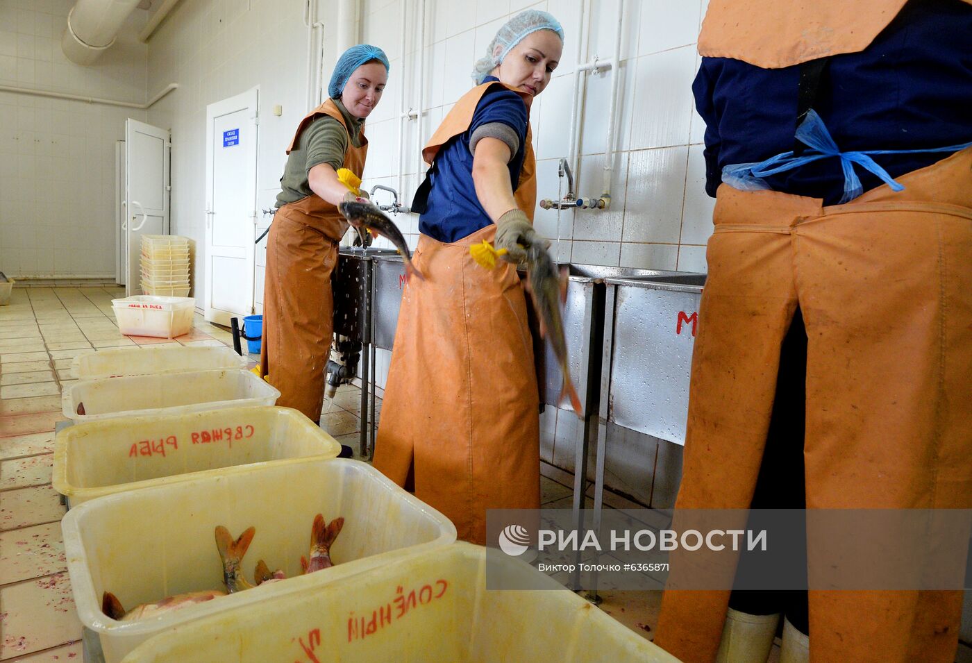Опытный рыбхоз "Селец" в Белоруссии