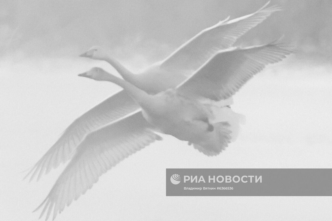 Лебеди-кликуны на Лебедином озере