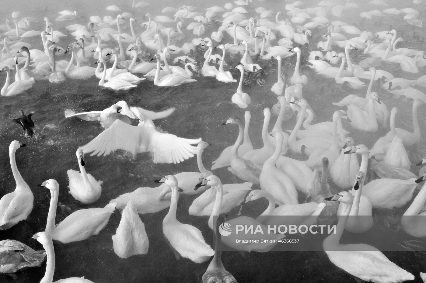 Лебеди-кликуны на Лебедином озере