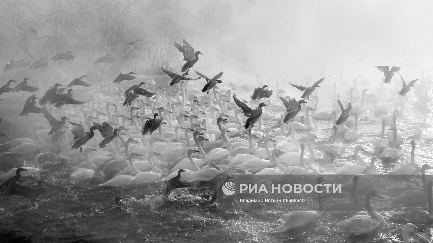 Лебеди-кликуны на Лебедином озере