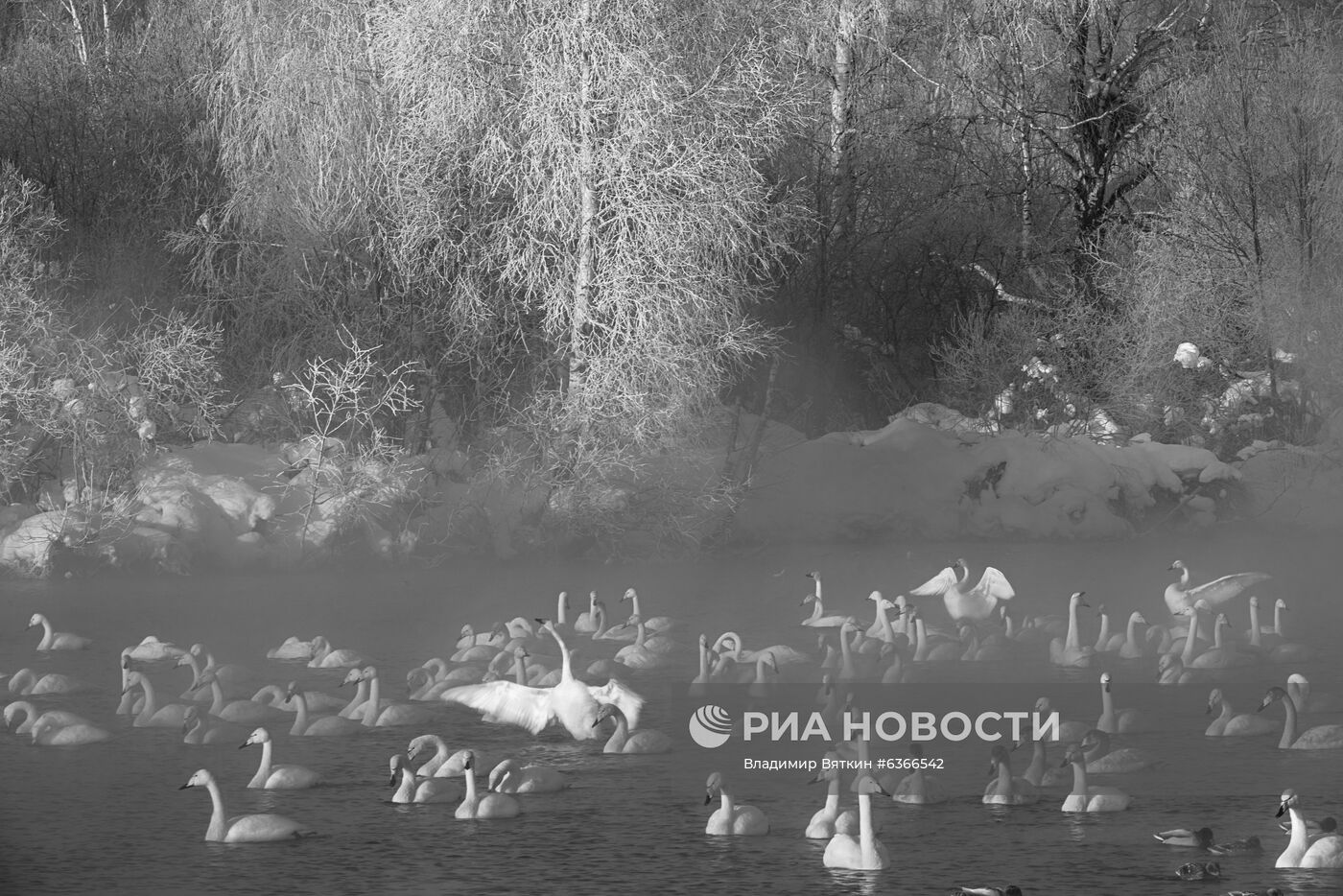 Лебеди-кликуны на Лебедином озере