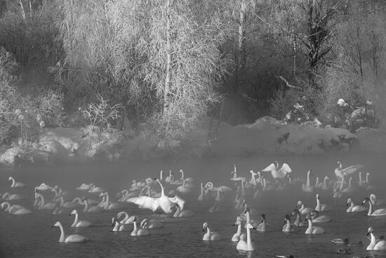Лебеди-кликуны на Лебедином озере