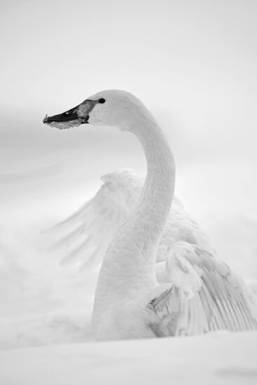 Лебеди-кликуны на Лебедином озере