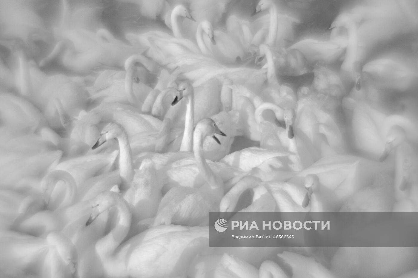 Лебеди-кликуны на Лебедином озере