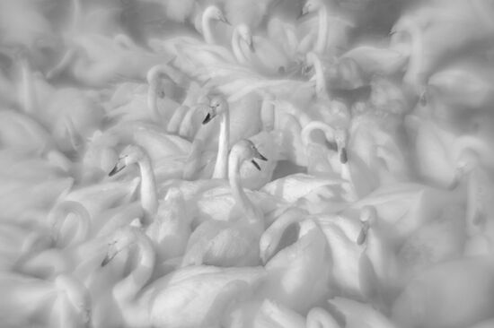 Лебеди-кликуны на Лебедином озере