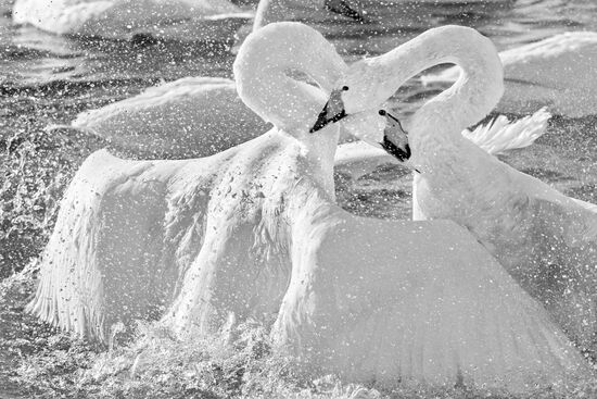 Лебеди-кликуны на Лебедином озере