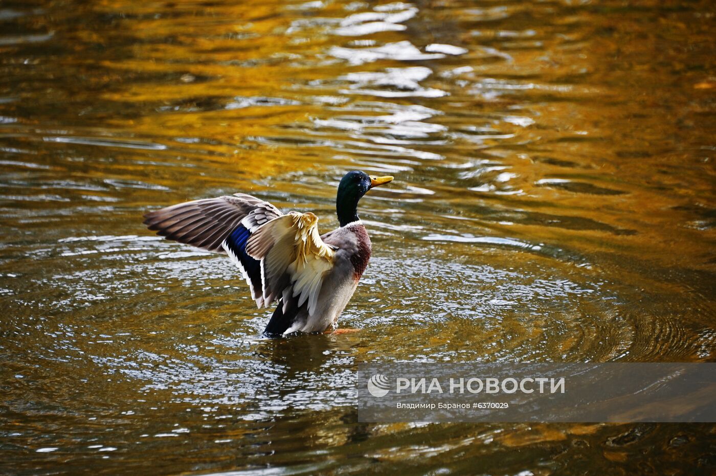 Осень в Москве