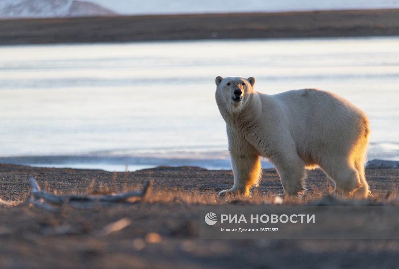 Около 50 белых медведей собрались у чукотского села из-за мертвого кита